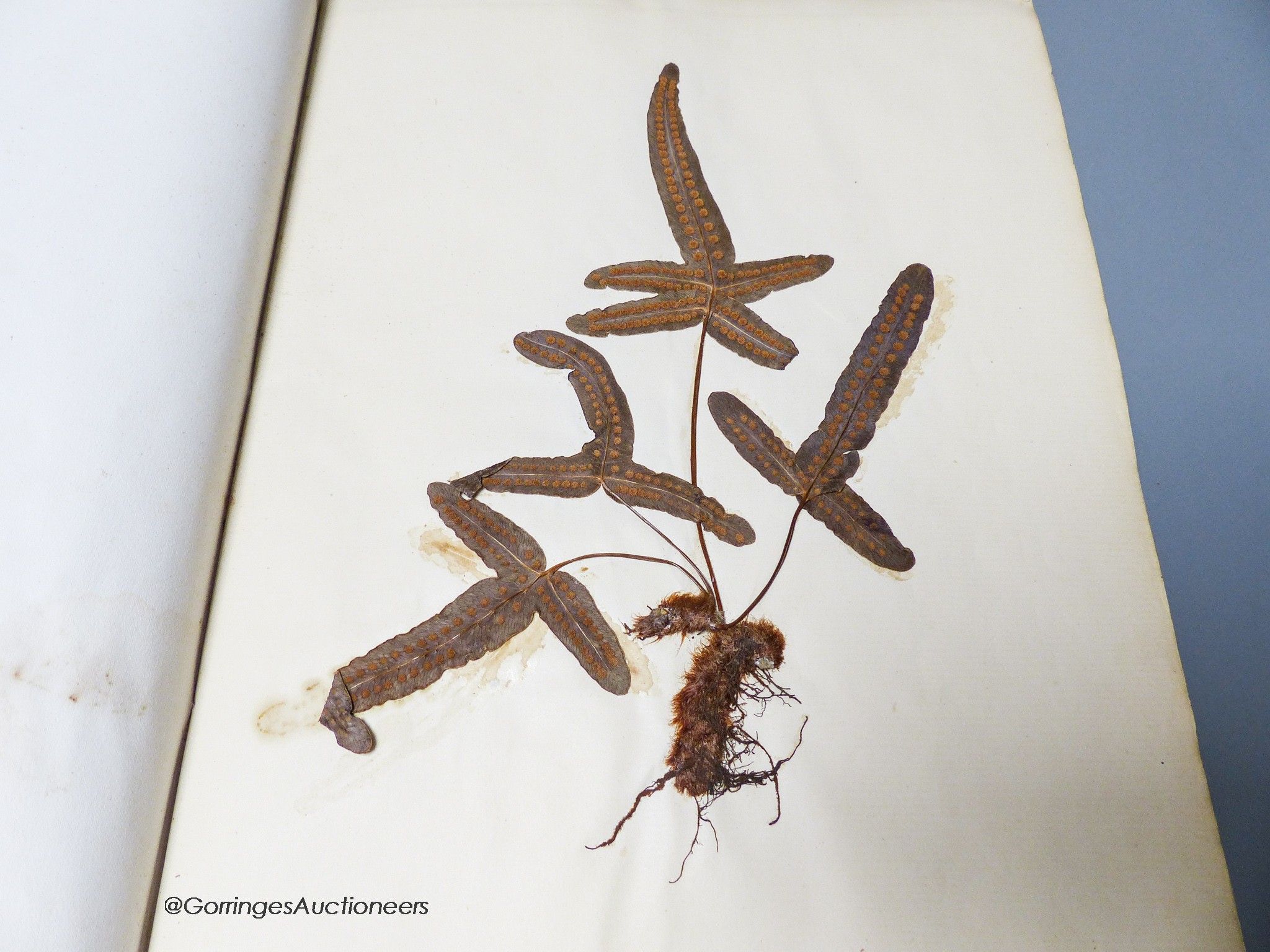 Early 20th century album of pressed fern specimens and leaves